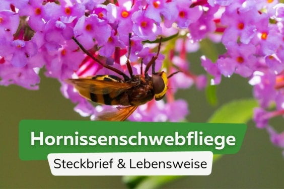 Hornissenschwebfliege: Steckbrief und Lebensweise