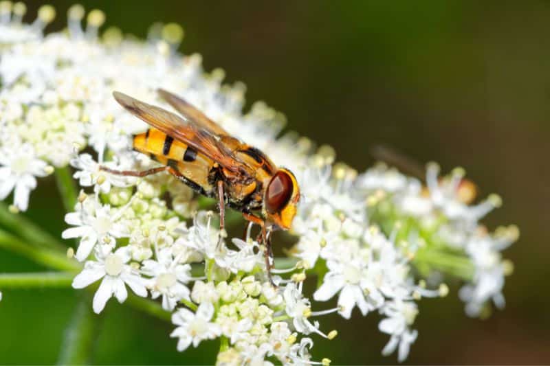 Hornissenschwebefliege (Volucella zonaria) auf weißen Blumen