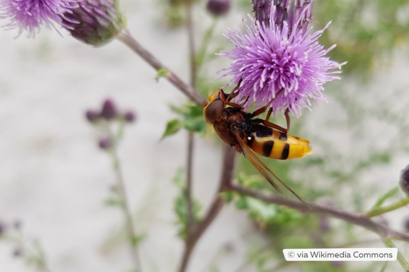 Hornissenschwebfliege (Volucella zonaria)