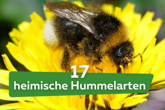 Hummeln: 17 heimische Hummelarten mit Bild Dunkle Erdhummel (Bombus terrestris)