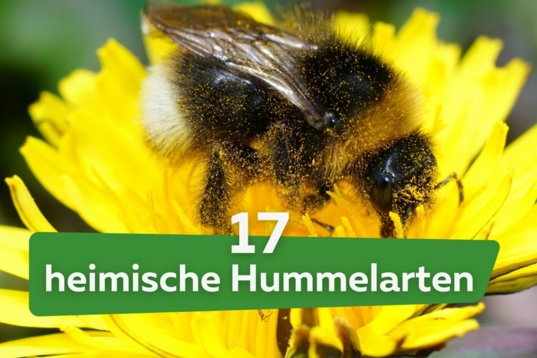 hummeln-17-heimische-hummelarten-mit-bild