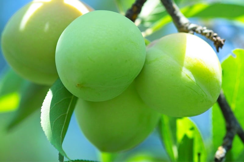 Japanische Aprikose/Ume (Prunus mume)