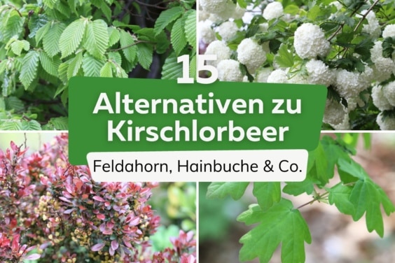 15 schöne Alternativen zu Kirschlorbeer