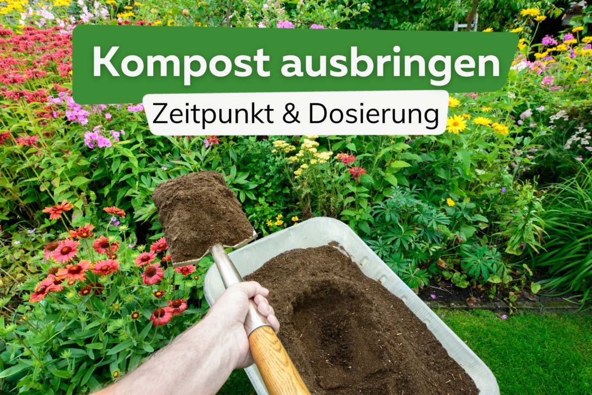 Merkblatt was darf auf den Kompost, was nicht?