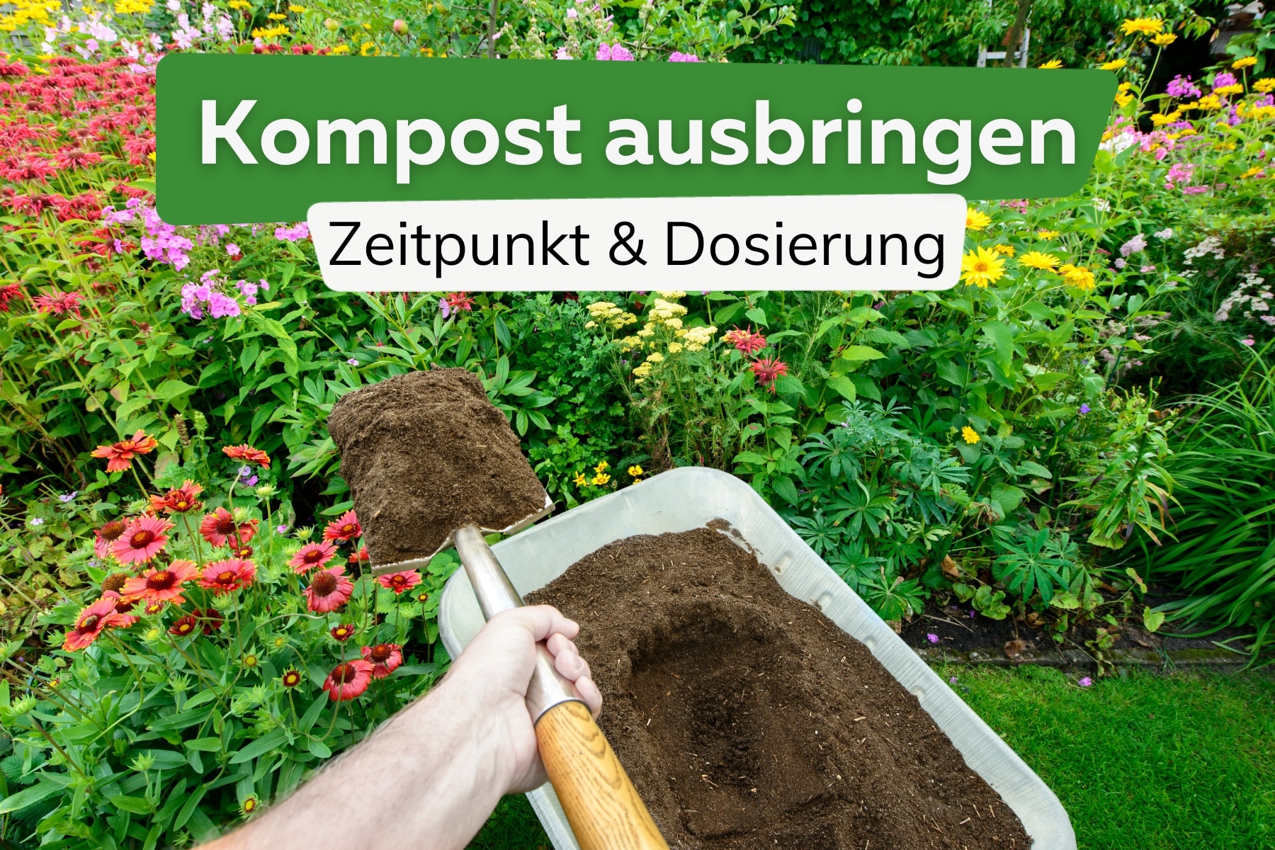 Wann und wie sollte man Kompost ausbringen?