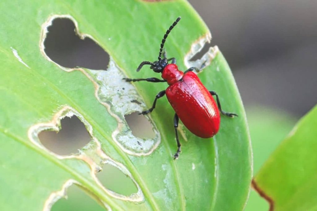 Lilienhähnchen (Lilioceris lilii)