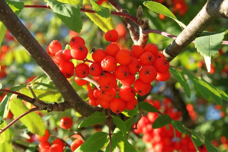 Mehlbeere (Sorbus aria)