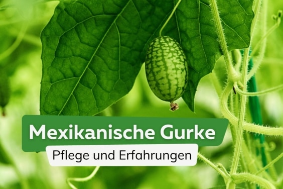 Mexikanische Gurke: Pflege und Erfahrungen mit Cucamelon