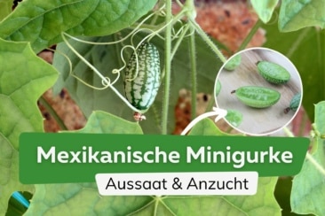 Mexikanische Minigurke aus Samen: Aussaat und Anzucht