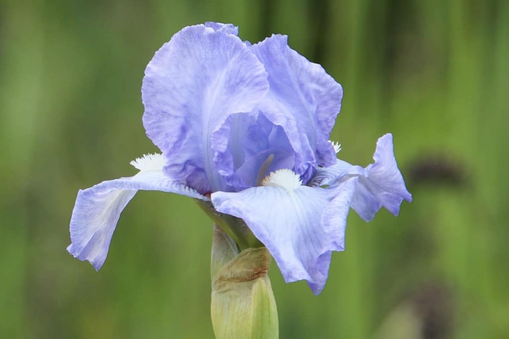 Mittelhohe Bart-Iris 'Bel Azur' (Iris barbata-media)