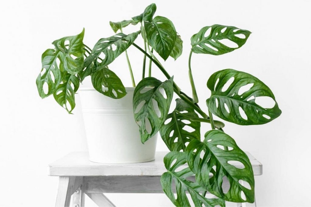 Monstera obliqua auf Pflanzenhocker