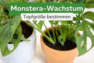 Wachstum Monstera im Jahr | Topfgre bestimmen