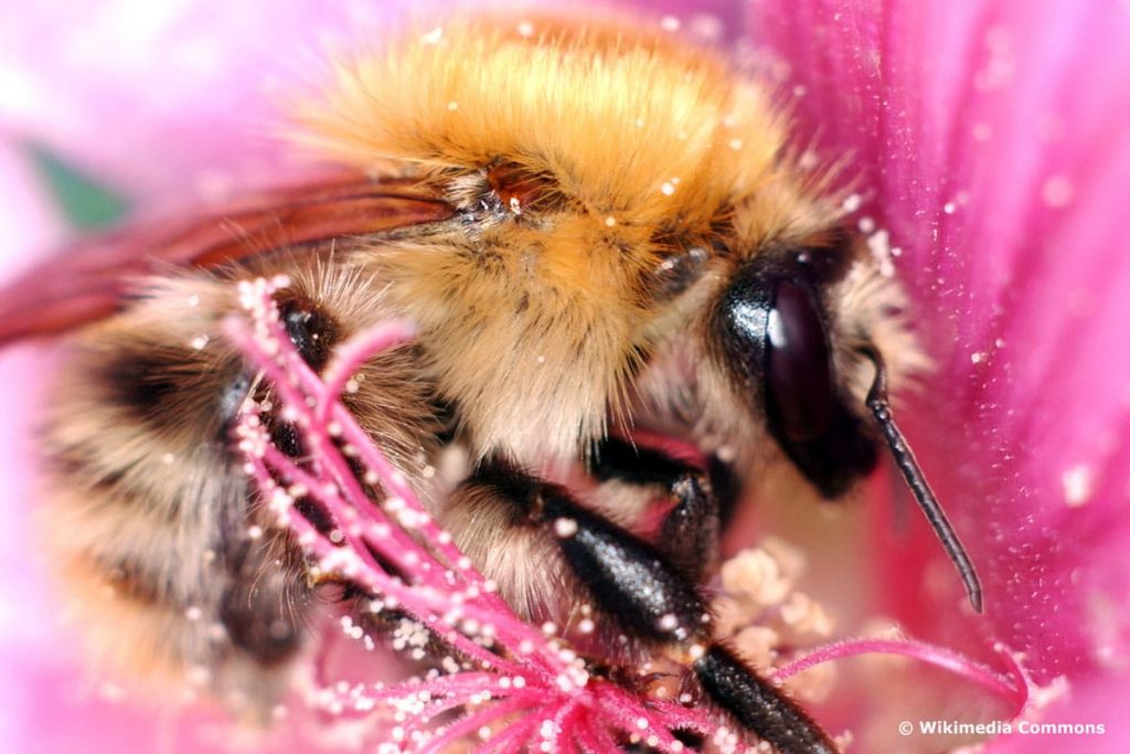 Obsthummel (Bombus pomorum)