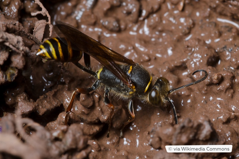 Orientalische Mörtelwespe (Sceliphron curvatum) beim Lehmsammeln