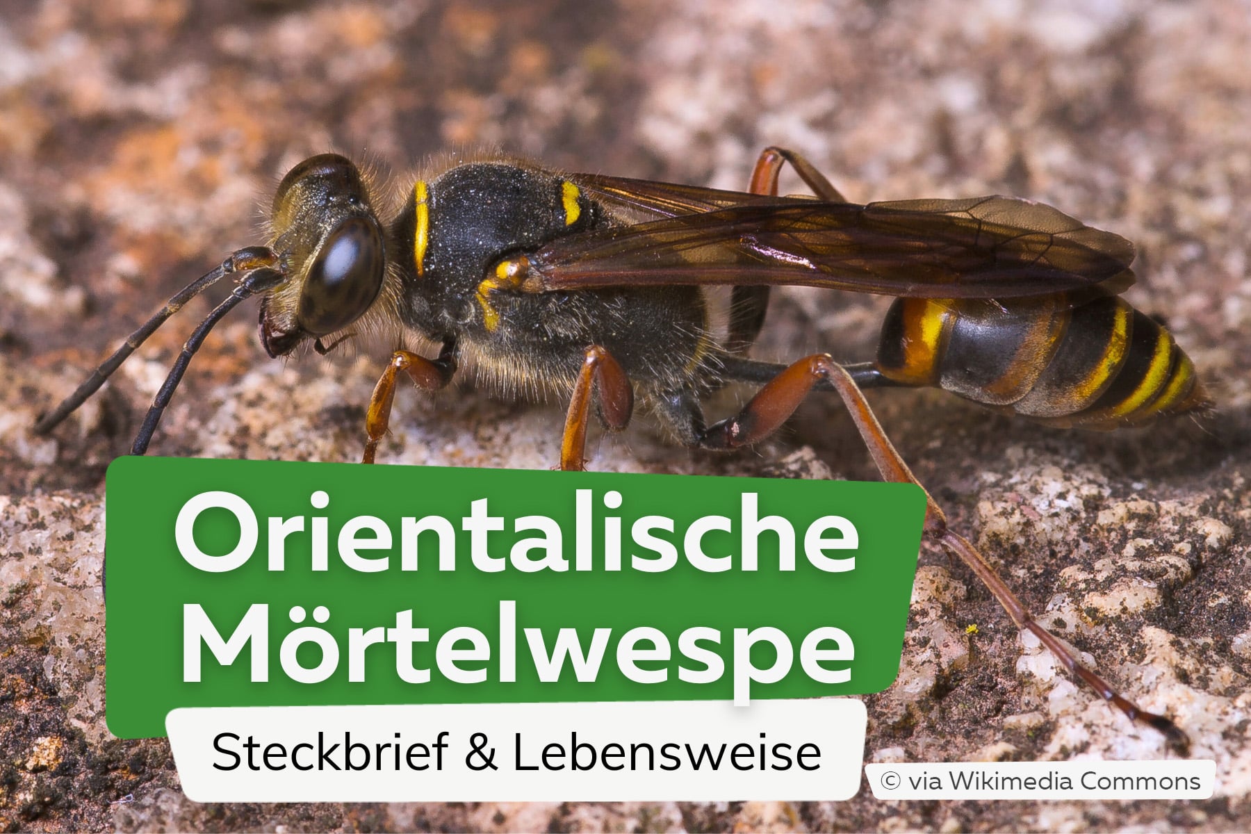 Orientalische Mörtelwespe: Steckbrief und Lebensweise