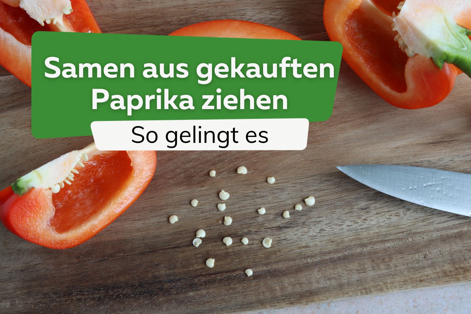 Samen aus gekauften Paprika ziehen