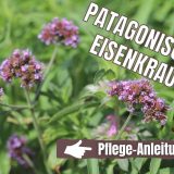 Patagonisches Eisenkraut (Verbena bonariensis)