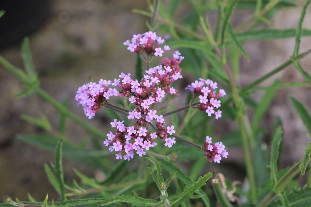 Verbena bonariensis 'Lollipop'