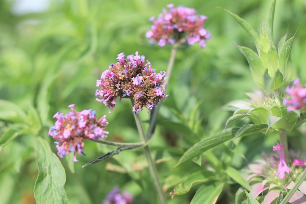 Verbena bonariensis 'Purple Tower'