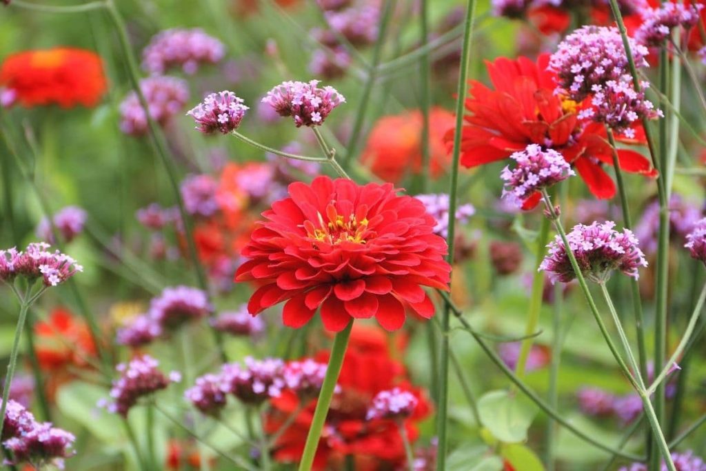 Patagonisches Eisenkraut und Zinnien im Staudenbeet