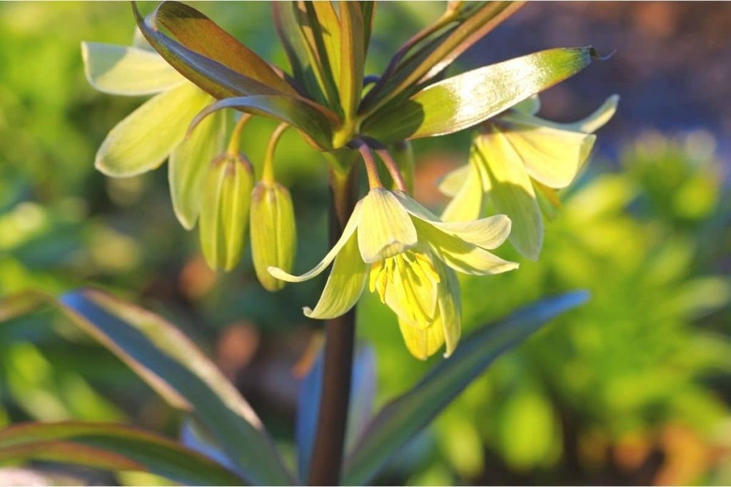 Blüte der Persischen Kaiserkrone in der Sonne