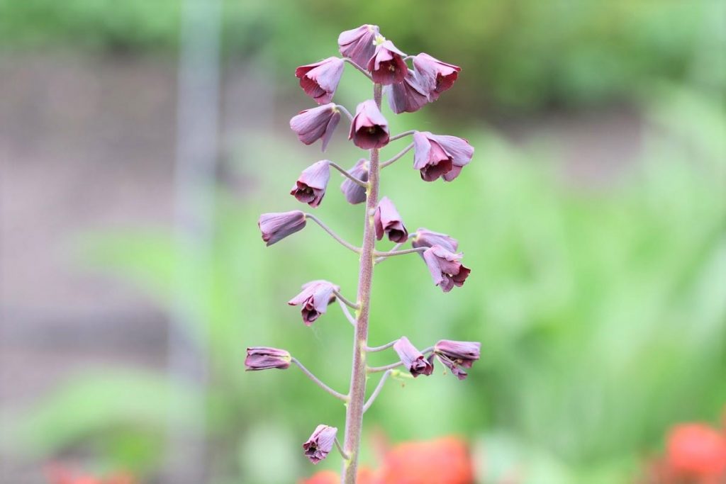 Persische Kaiserkrone - Persica fritillaria 'Adiyaman'