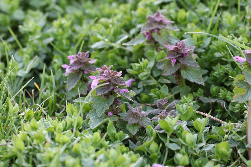 Purpurrote Taubnessel (Lamium purpureum)