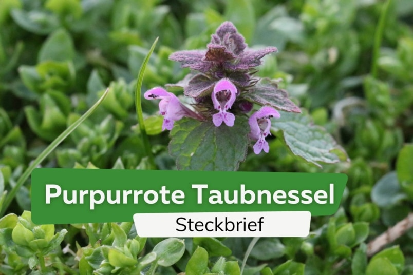 Purpurrote Taubnessel, Lamium purpureum: Steckbrief