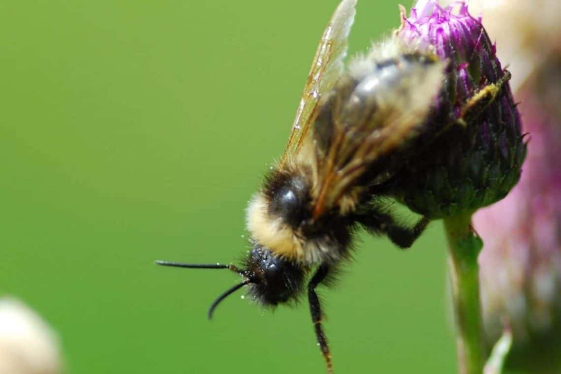 Sandhummel (Bombus veteranus)