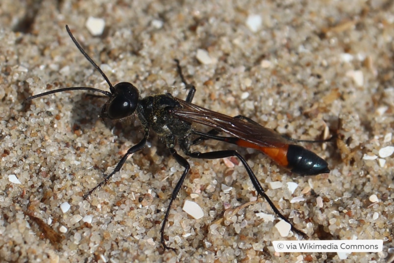 Sandwespe (Ammophila)