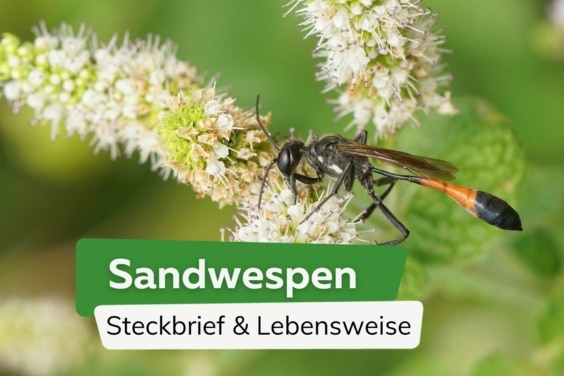 Sandwespe auf weißen Blüten