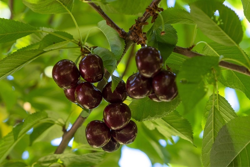 Schattenmorellen (Prunus cerasus subsp. acida)