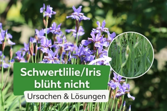 Schwertlilie/Iris blüht nicht: was tun?