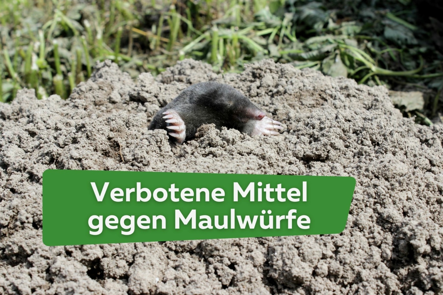 „Blinder Maulwurf“ Aufkleber – 100 Mm, Permanent Haftend, Für Auto, Laptop & Mehr, 4 Jahre Wetterfest