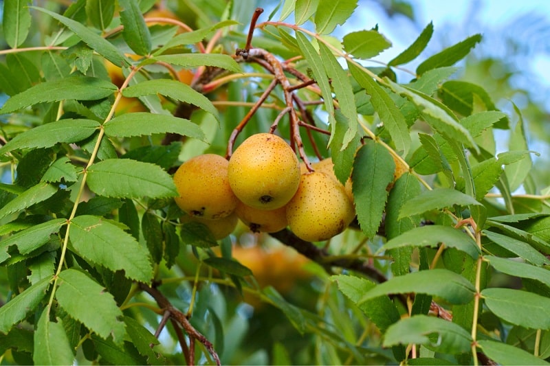 Speierling (Sorbus domestica)