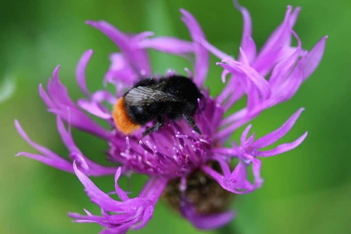 Steinhummel (Bombus lapidarius)