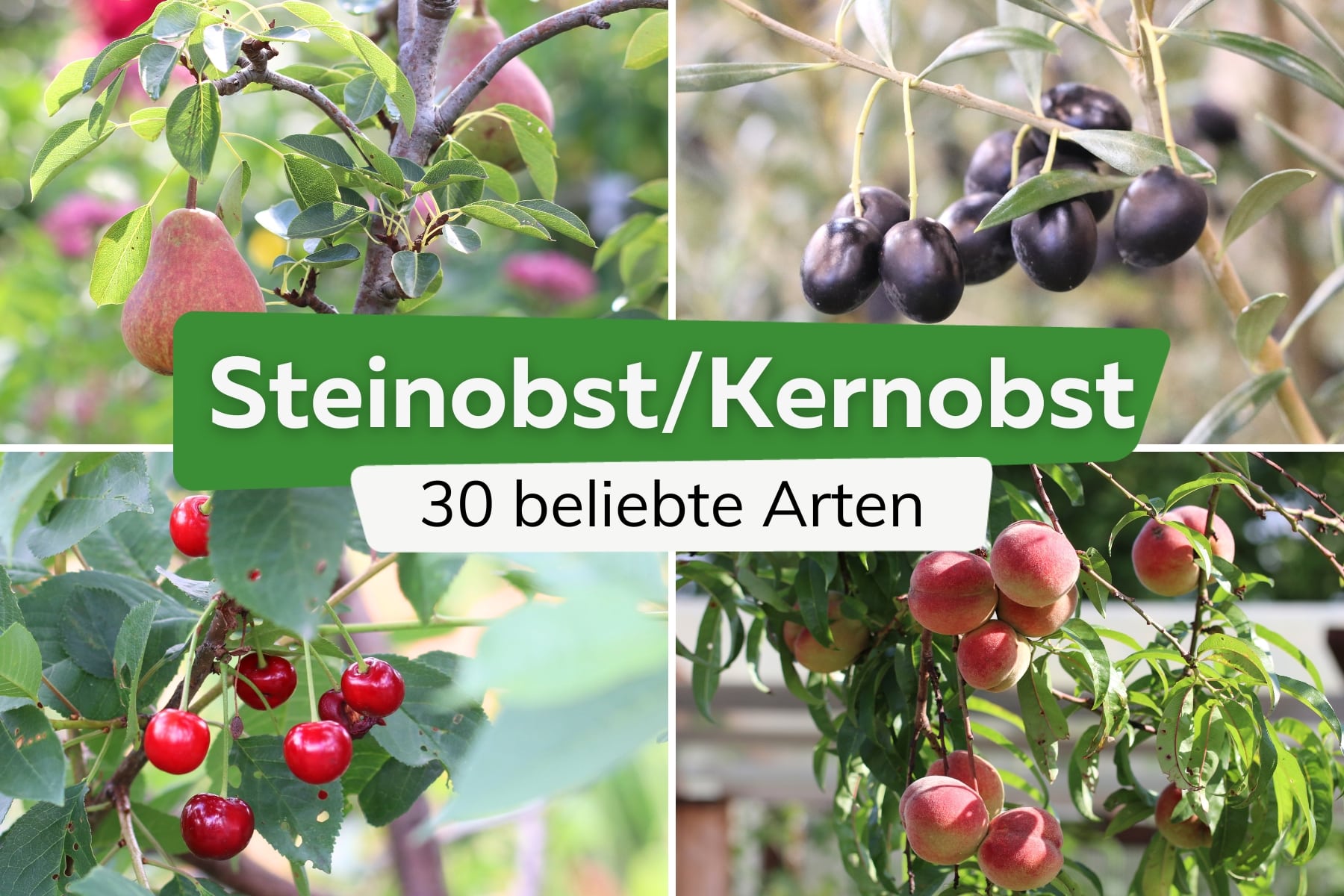 30 Arten Steinobst & Kernobst: Liste mit Kernen/Steinen