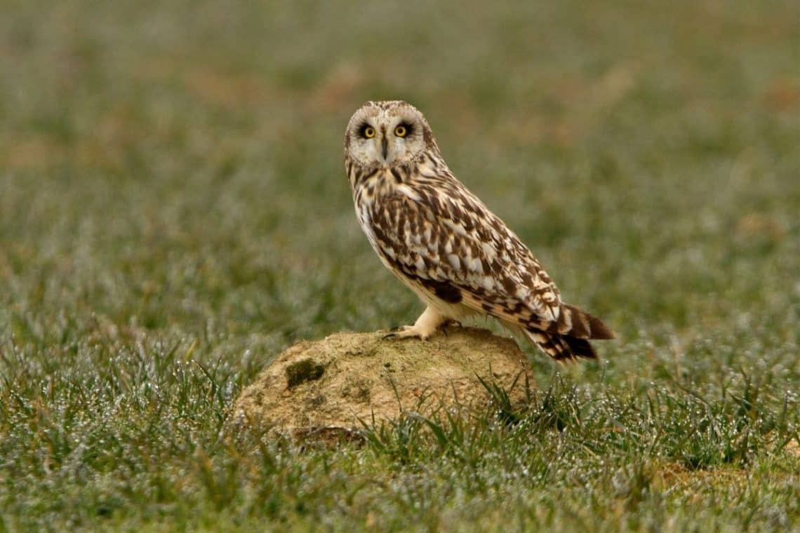 Sumpfohreule (Asio flammeus), heimische Eulenart