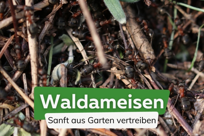 Waldameisen sanft aus dem Garten vertreiben