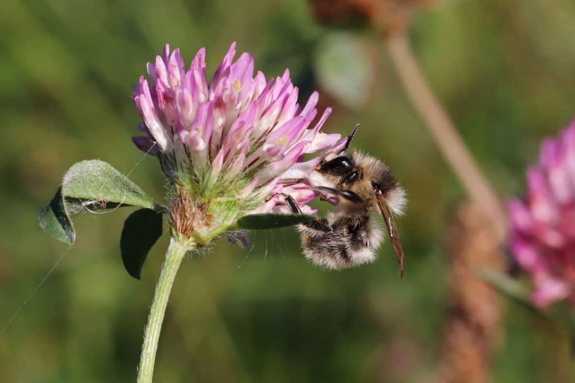 Waldhummel (Bombus sylvarum), heimische Hummelart