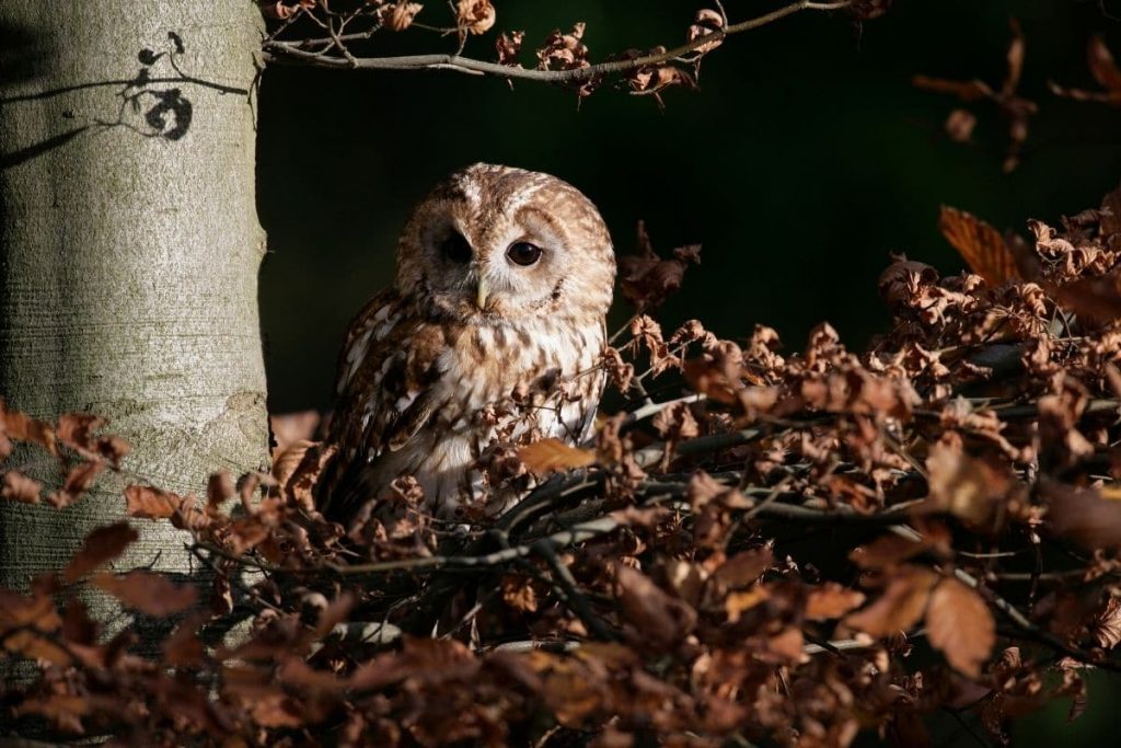 Waldkauz (Strix aluco)