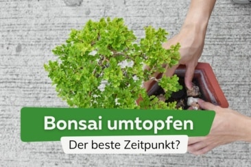 Wann Bonsai umtopfen: der beste Zeitpunkt?