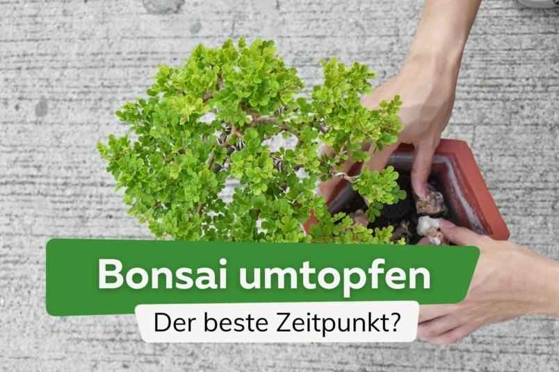 Wann Bonsai umtopfen: der beste Zeitpunkt?