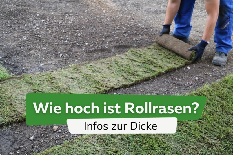 Wie hoch ist Rollrasen? Infos zur Dicke