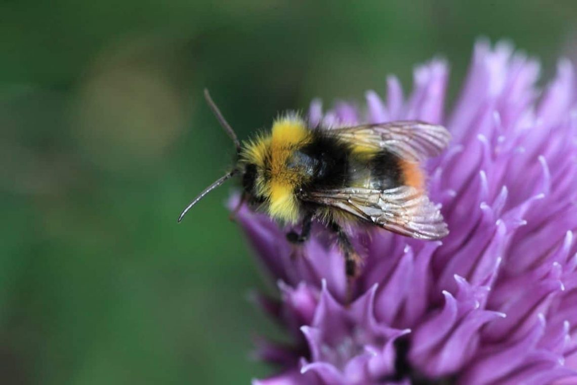 Wiesenhummel (Bombus pratorum)