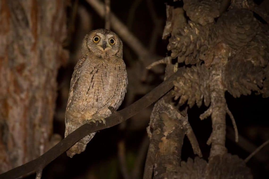 Zwergohreule (Otus scops)