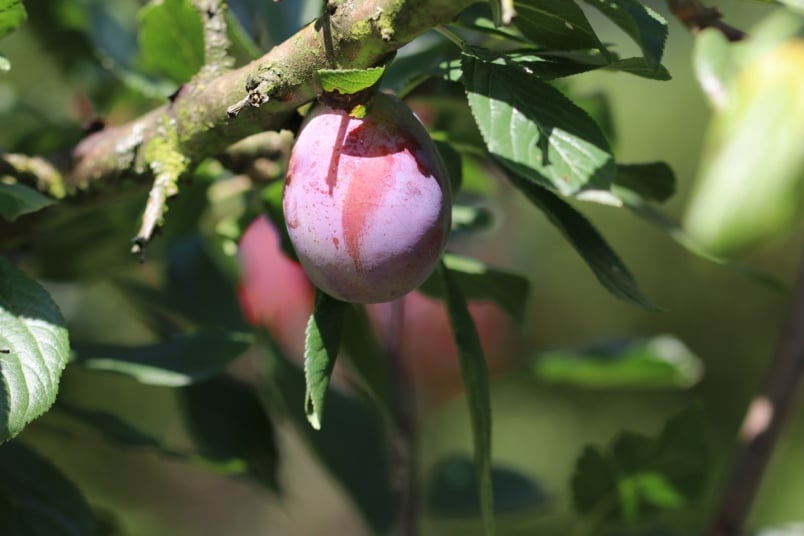 Zwetschge (Prunus domestica subsp. domestica)