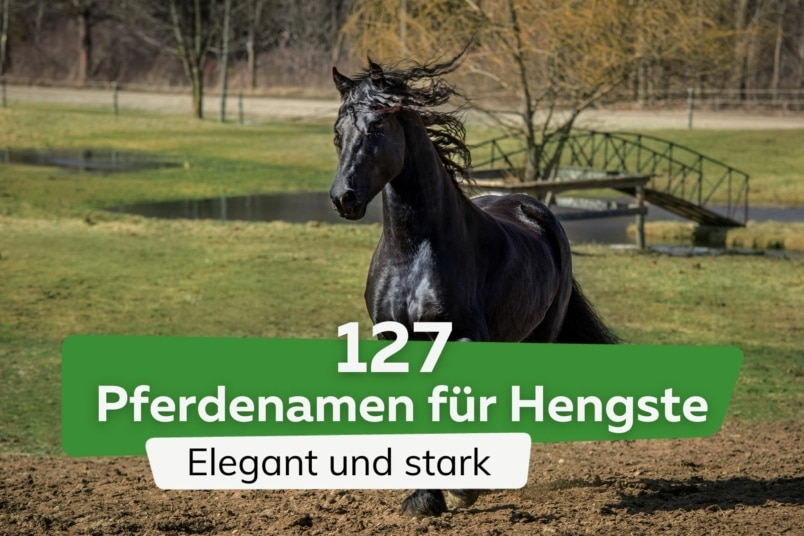 127 elegante und starke Pferdenamen für Hengste