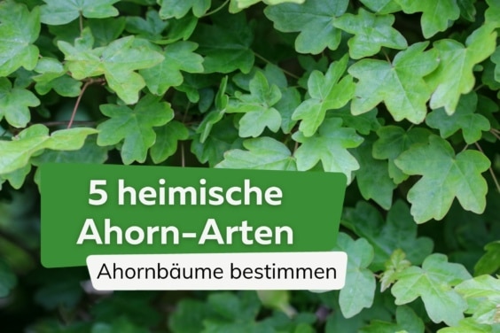 5 heimische Ahorn-Arten: Ahornbäume bestimmen Feldahorn