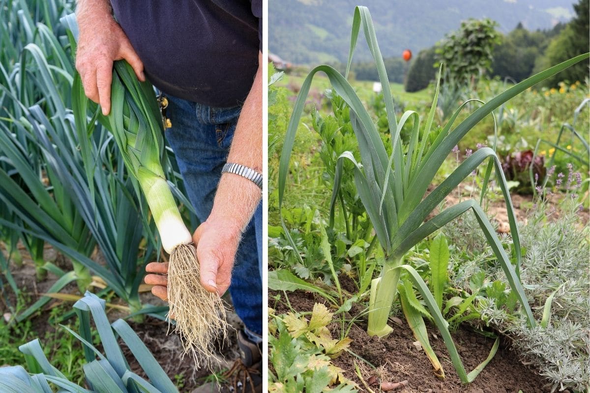 Heimisches Knollengemüse: Ackerlauch/Ackerknoblauch/Sommerknoblauch (Allium ampeloprasum)